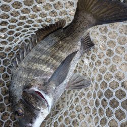 爆釣広島チニング77枚!