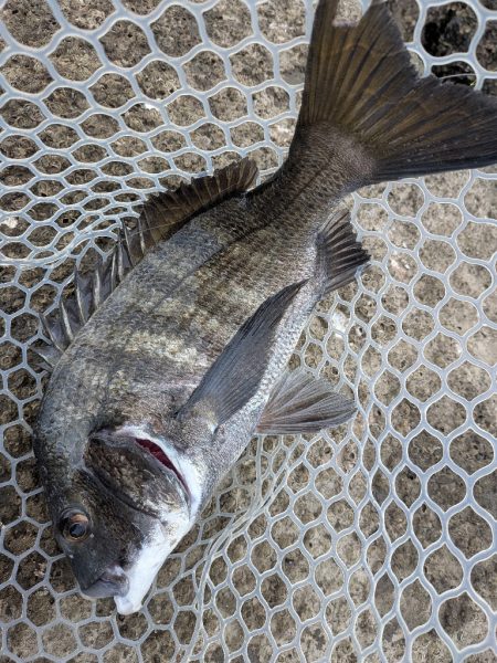 爆釣広島チニング77枚!