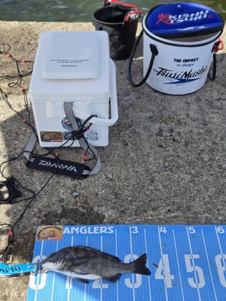 今日は、紀州釣り🥵