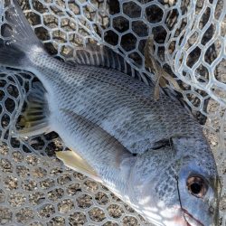 夜勤前広島チニング