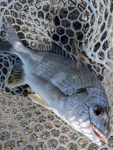 夜勤前広島チニング