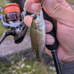 お手軽家前fishing！