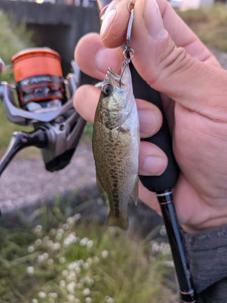 お手軽家前fishing！