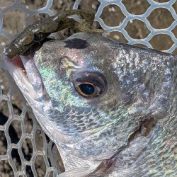 広島チニング　スモーキンダッドの日