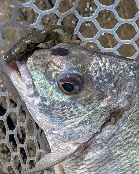 広島チニング　スモーキンダッドの日