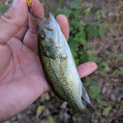 家前fishing！スプーンで楽しむの巻