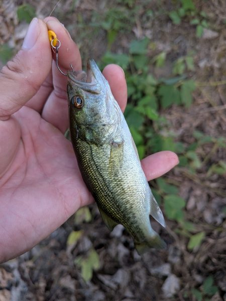 家前fishing！スプーンで楽しむの巻