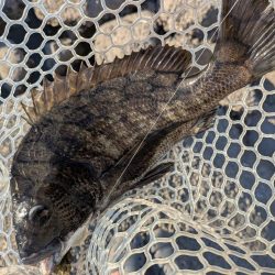 真夏の広島チニング