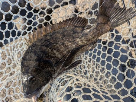 真夏の広島チニング