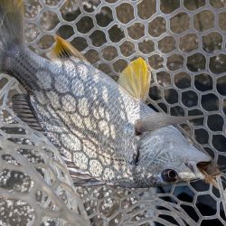 激暑×激ムズ 自作ペンシルで広島チニング