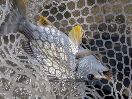 激暑×激ムズ 自作ペンシルで広島チニング