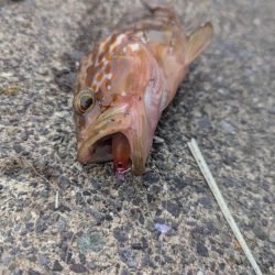 釣果以上の出会いに感謝