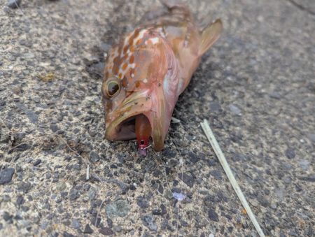 釣果以上の出会いに感謝