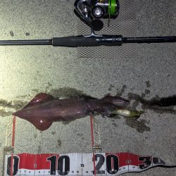 数出るようになってきた