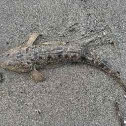 短時間釣行で釣れました!