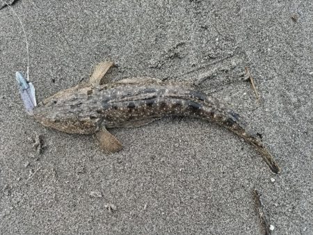 短時間釣行で釣れました!