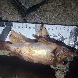 イノシシ&毒性植物。アコウは釣れた