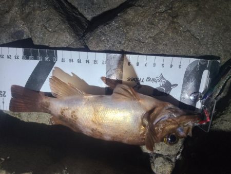 イノシシ&毒性植物。アコウは釣れた