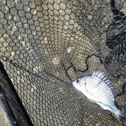 炎天下チニング