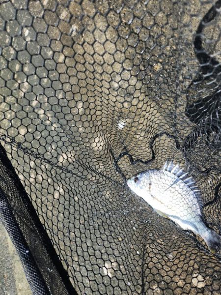 炎天下チニング