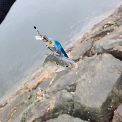 しごおわチニング