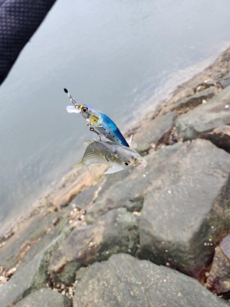 しごおわチニング