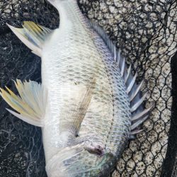 広島市内河川！クロスウェイクチニング