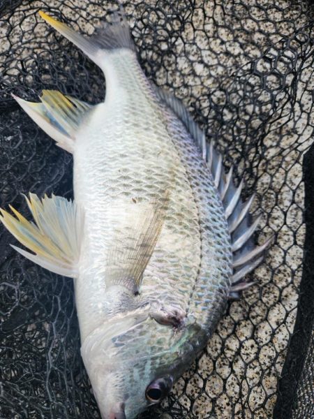広島市内河川！クロスウェイクチニング