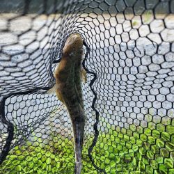 広島市内チニング👍