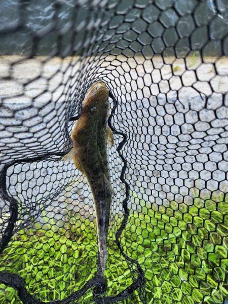 広島市内チニング👍