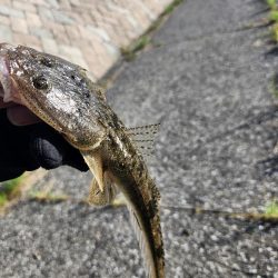 広島市内チニング