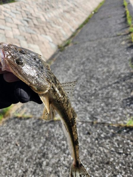 広島市内チニング