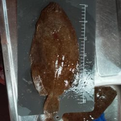 キス泳がせ釣り