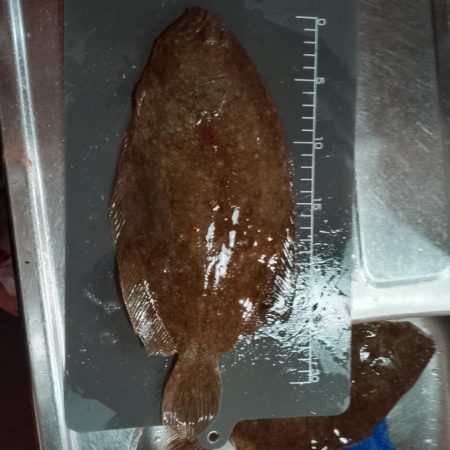 キス泳がせ釣り