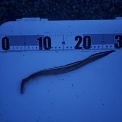 真夜中の穴子釣り