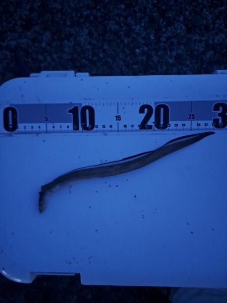 真夜中の穴子釣り