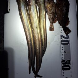 どハマり穴子釣り