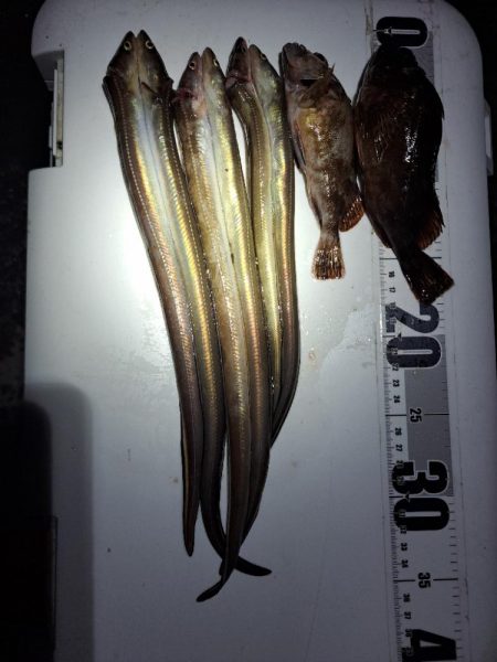 どハマり穴子釣り