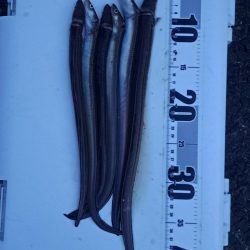 アナゴを求めて