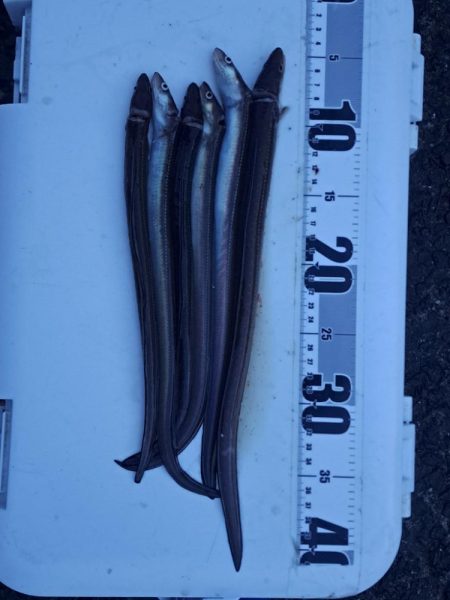 アナゴを求めて