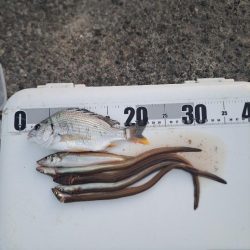 アナゴ狙いで五目達成