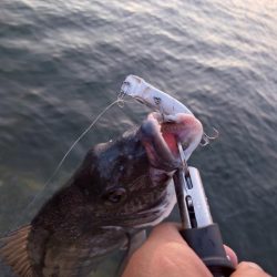 夕マズメチヌトップ