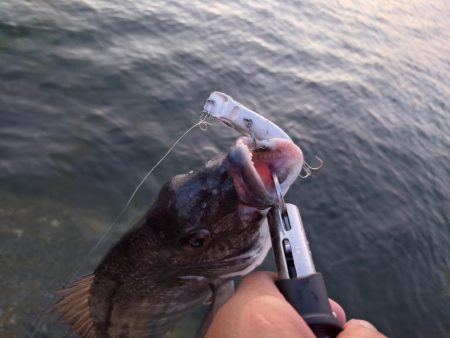 夕マズメチヌトップ