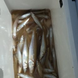 ちょい投げ五目釣り