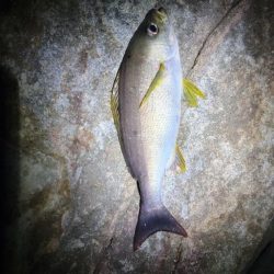 イサキが食べたくて