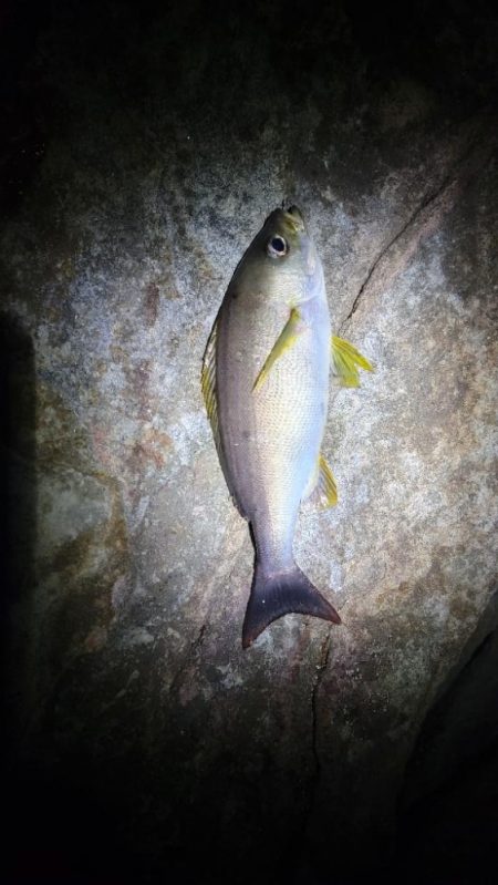 イサキが食べたくて