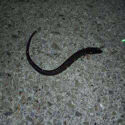 のんびりアナゴ釣り