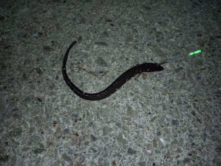 のんびりアナゴ釣り