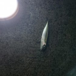 真夏のナイトファミリーフィッシング