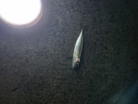 真夏のナイトファミリーフィッシング